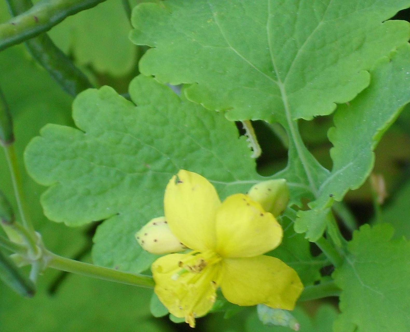 Chelidonium majus  (Papaveraceae)